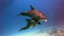 VIP Full Day Dolphin House Trip by Luxury Boat and Water Sports