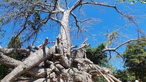 Zanzibar Full day Safari Blue Tour With Lunch
