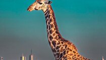 Wildlife Capital: Half-Day Safari at Nairobi National Park