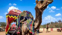 Pushkar Cultural Day Trip from Jaipur