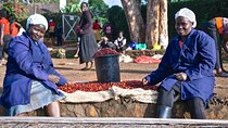 Coffee Farm and Factory Half Day Tour with Pickup 