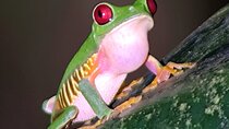 Manuel Antonio Night Walk Tour