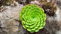 Madeira Endemic Flora and Famous Wild Flowers