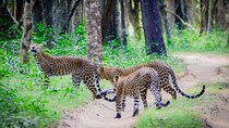 Best of Sri Lanka 14 days Luxury Private Tour