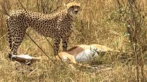 7 Days Mara Nakuru Naivasha Amboseli Safari