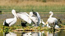 From Virpazar: Birdwatching and Photography on Skadar Lake
