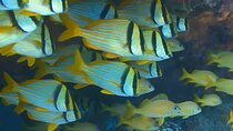 Customized Snorkeling with shopping & Lunch Stop Montego Bay 