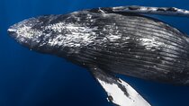 Whale Watching in Kona Hawaii