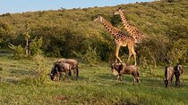 Maasai Mara Safari