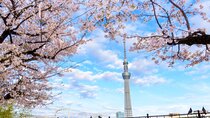 1 day TokyoPrivateBusTours + LicenseGuide + MatchaMakingTokyo