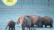 Minneriya Half Day Safari 