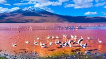 Discover Bolivia’s Salt Flats and Vibrant Lagoons