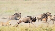 7Day Serengeti Migration (Ndutu), Crater, Hot Springs & City Tour