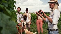 Vineyard tour with tasting of 6 Garda Wines