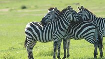 Wildebeest 3 Days Masai Mara Landcruiser Jeep Safari