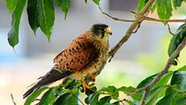 Birdwatching The Raptors in Madeira