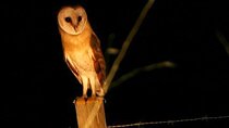 Birdwatching Barn Owls in Madeira 