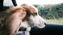 Private van transfer from Paris to London with pet