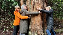  Private Muir Woods Tour Via Luxury Tesla