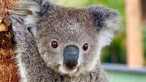 Baby Animals, Boomerangs and BBQ Lunch