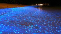 Mystical Nights: Fireflies & Blue Tears Adventure