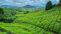 Elevate Your Senses: A Day of Wonders in Cameron Highlands!