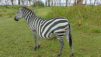 5 days Aberdare , Lake Nakuru and Masai Mara Safari