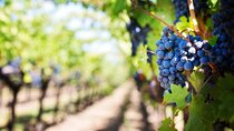 Wine Trails from Mendoza