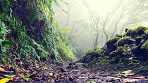 Wonderful hike through the Magic Forest of Tenerife