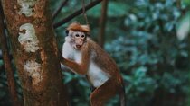 Sinharaja Rainforest Day Tour By Rainforest Expedition 