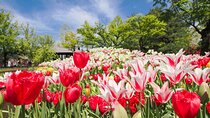 Kanazawa Tonami Tulips and UNESCO Gokayama