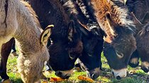 Croatian Legacy Eye of the Earth and Rural Charm 