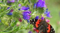 Butterfly Watching in Madeira