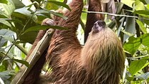 Manuel Antonio Night Tour Small group