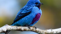 Photography and bird watching experience in Esquipulas 
