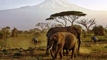 6 Days Masai Mara, Lake Nakuru and Amboseli Budget Group Safari