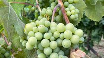 Etna and Wines Private Tour 