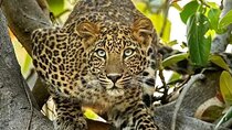 Multi Day Masai Mara Safari Adventure