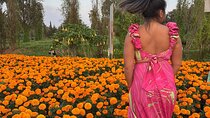 Authentic Dia de Muertos and Cempasuchil Fields at Xochimilco