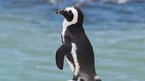 Best Of The Cape 8 Hour Private Tour