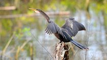 Birdwatching on Boat through Gatun Lake and Chagres River
