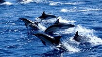 Dolphin Tour, Salaam Cave Tour, Kuza Cave, The Rock, Paje Beach