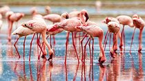 3 Days Birdwatching Safari From Nairobi