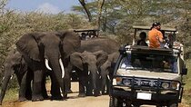 Discover The Top 1-Day Trip to Ngorongoro Crater in Tanzania