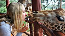 Kenya Safari 4WD Shared Tour Experience