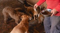 Enjoy the Experience in Rome We Take Care of Your Dog