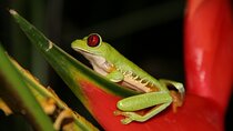 Jungle Night Walk in Manuel Antonio