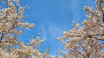 Seoul Cherry Blossom Walking Tour to Gyeongui Line Park