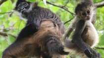 Private VW Beetle Tour to See Mexican Birds, Turtles & Monkeys