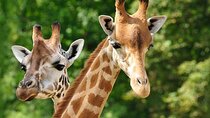 Explore Giraffe Center and Blixen Museum